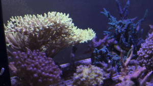 Multi-colored coral