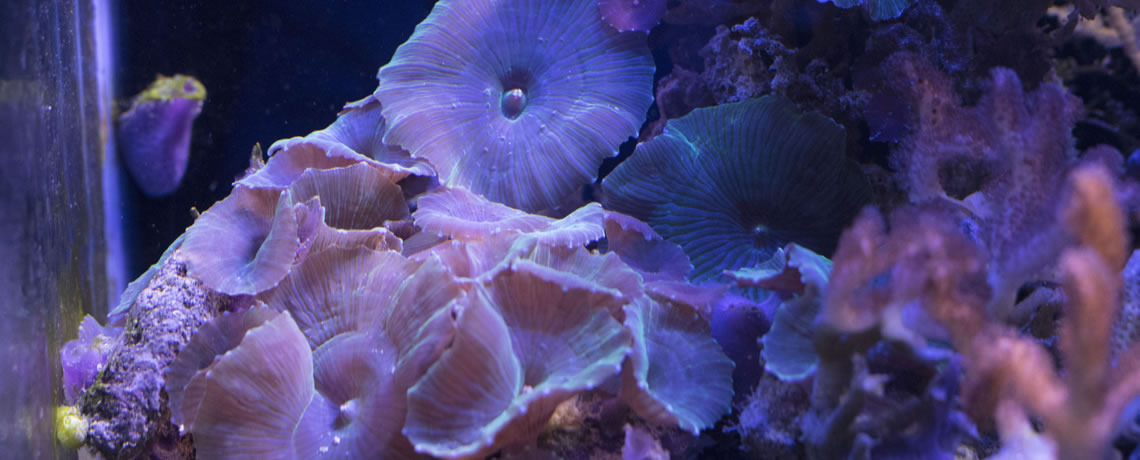 Mushroom coral