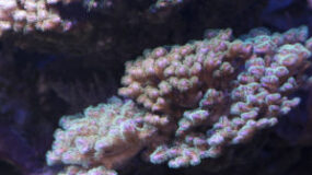 delicate polyps